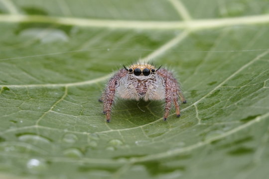 Spider juming / OLYMPUS DIGITAL CAMERA