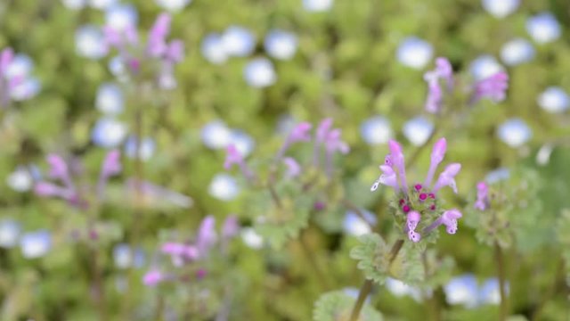 オオイヌノフグリをバックにホトケノザの花