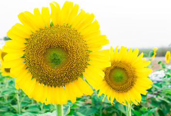 Fototapeta premium Closeup sunflower, soft and blur focus