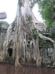Fototapeta na wymiar Ta Prohm temple, Cambodia 