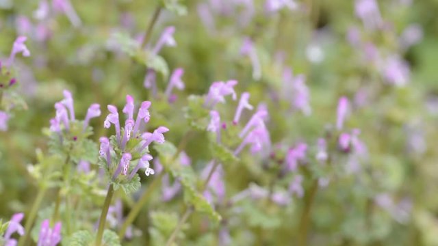 ホトケノザの花の群生
