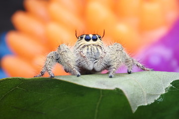 Spider jumping /OLYMPUS DIGITAL CAMERA