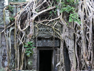 Ta Prohm temple,  Cambodia
