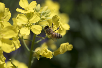 菜の花とミツバチ