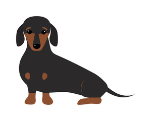 Dachshund dog playing purebred breed, brown puppy canine vector.