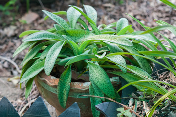 fresh green aloe medicinal plant