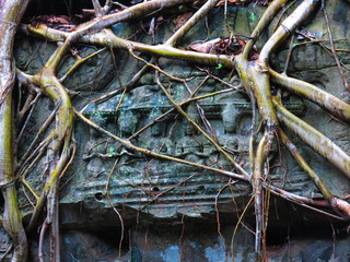 Ta Prohm temple,  Cambodia
