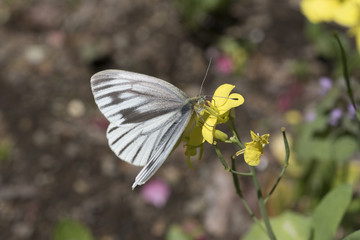 菜の花とモンシロチョウ