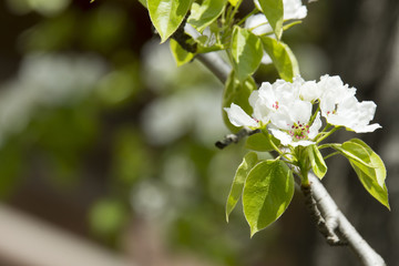 Branches of a blossoming Apple tree