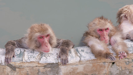 Fototapeta premium Snow Monkeys Relaxing in a Hotspring. Japanese Macaque Onsen Monkey.