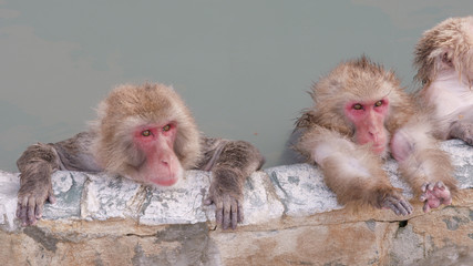 Snow Monkeys Relaxing in a Hotspring. Japanese Macaque Onsen Monkey.