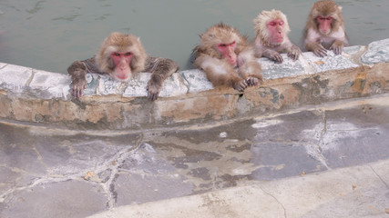 Obraz premium Snow Monkeys Relaxing in a Hotspring. Japanese Macaque Onsen Monkey.