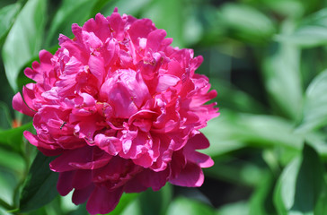 Large, bright peony closeup
