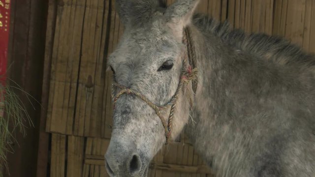 close up head shot of white horse