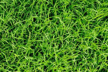 fresh green grass background