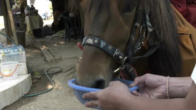 face close-up feeding horse.