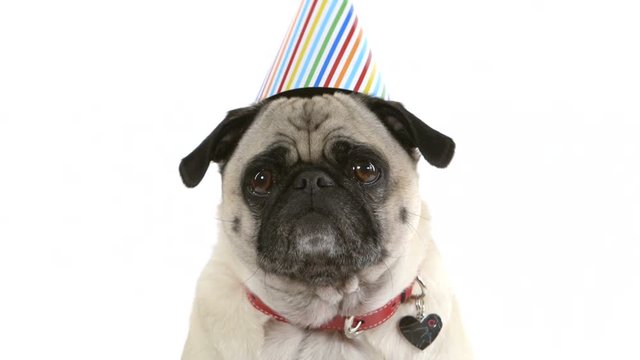 A cute pug dog in a birthday hat burps and then licks her lips.