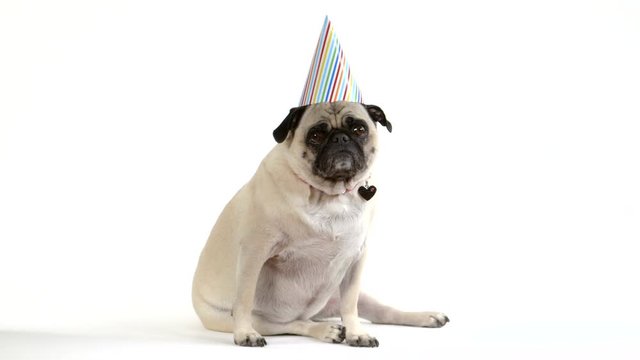 A cute pug dog sits facing camera wearing a birthday party hat.