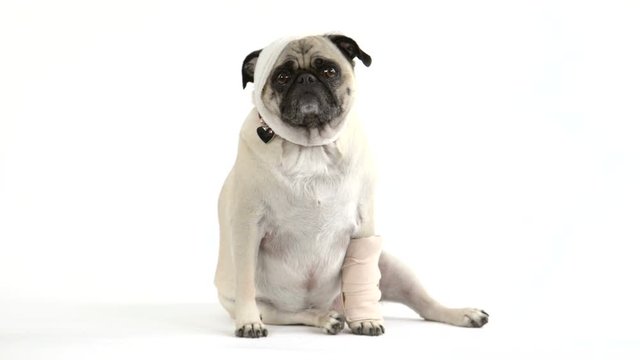 A cute injured pug dog is wrapped in bandages.