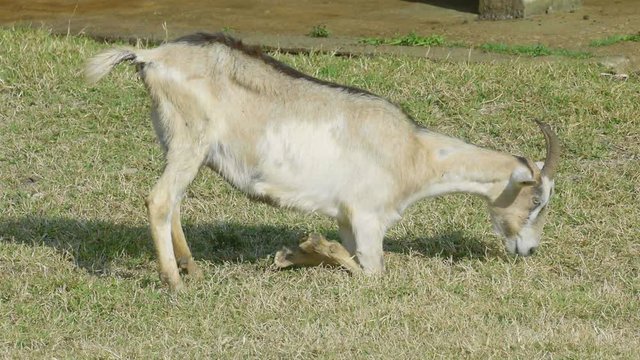 Brown goat feeding. Goat on farm. Goats eating long fresh green grass. Farming. Agriculture. Domestic animals on farm. Countryside. Outdoors.Thailand