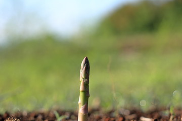 Obraz premium Asparagus