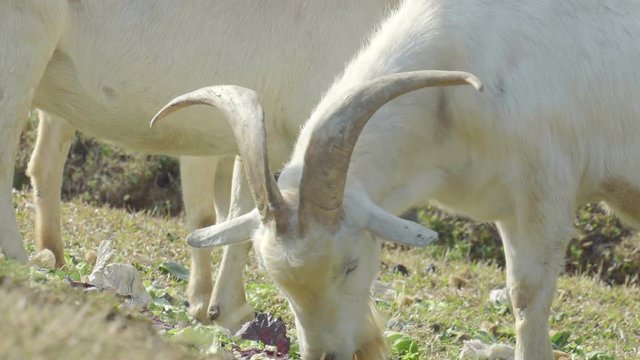 White goat feeding. Goat on farm. Goats eating long fresh green grass. Farming. Agriculture. Domestic animals on farm. Countryside. Outdoors.Thailand
