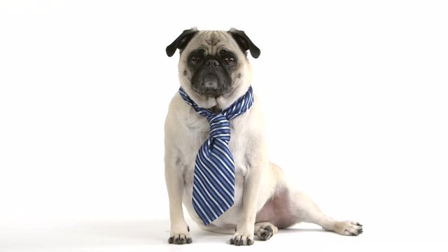 A business pug dog wearing a tie sits and looks at camera.