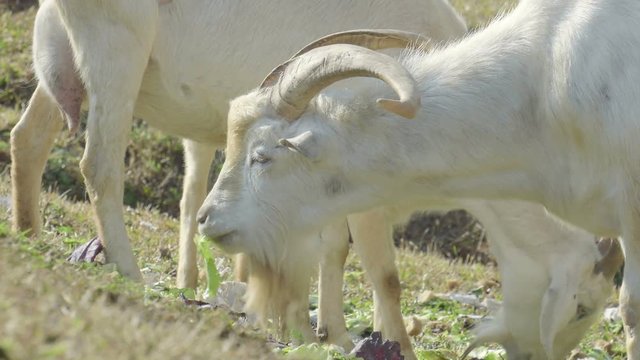 White goat feeding. Goat on farm. Goats eating long fresh green grass. Farming. Agriculture. Domestic animals on farm. Countryside. Outdoors.Thailand
