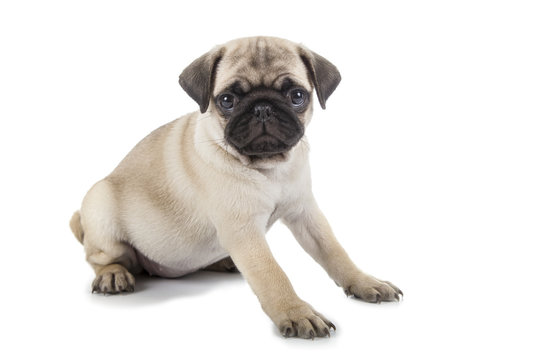 Small Puppy Pug Sitting