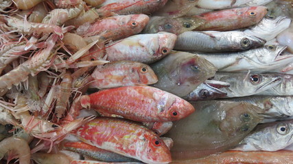 fresh fish market
