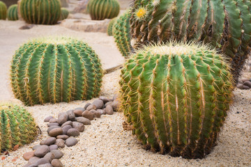 Close-up flower of golden ball cactus (Echinocactus grusonii)