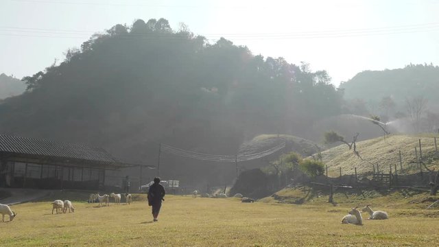 Beautiful view from farm sheep