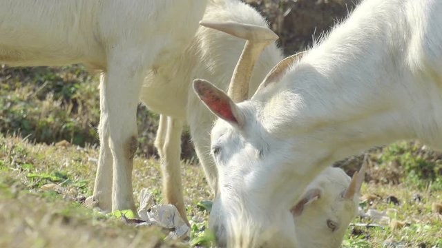 White goat feeding. Goat on farm. Goats eating long fresh green grass. Farming. Agriculture. Domestic animals on farm. Countryside. Outdoors.Thailand