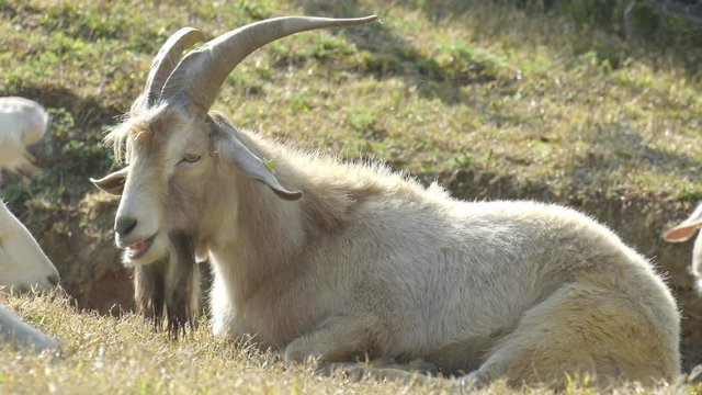 Tired goat take a nap in Green Fields