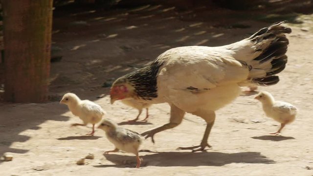 chicken and Chicks roams free on a small country farm,