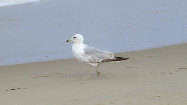 A seagull walks on the ocean beach near waves.