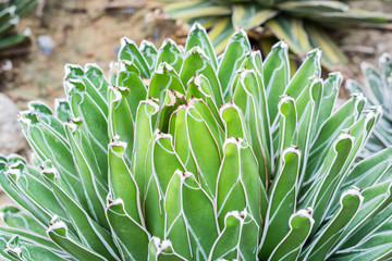 Agave Victoria Reginae, this plant is a common succulent (cactus