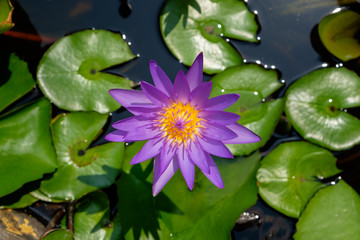 Colorful purple lotus  blooming in the pond