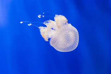 Australian spotted jellyfish, phyllorhiza punctata, in a tank