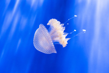 Naklejka premium Australian spotted jellyfish, phyllorhiza punctata, in an aquarium