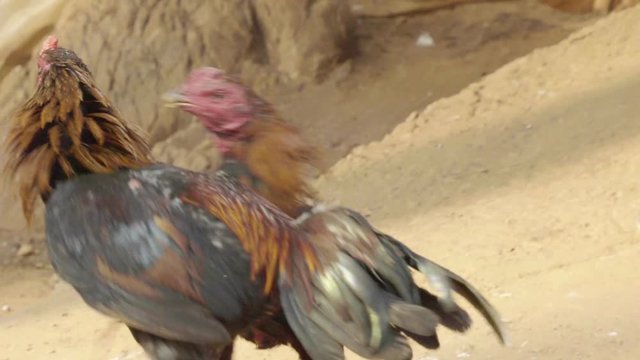 Roosters circling and attacking each other at cockfight in Thailand