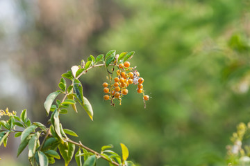 fresh green gooseberry