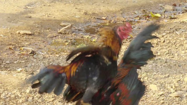 Roosters circling and attacking each other at cockfight in Thailand