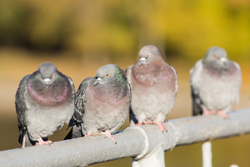 Four doves on the railing