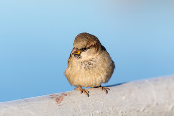 sparrow sitting on a handrail