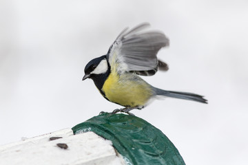 portrait of tit