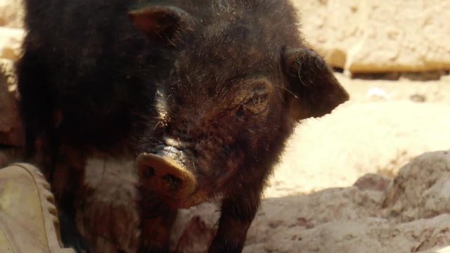 Baby wild boar piglets