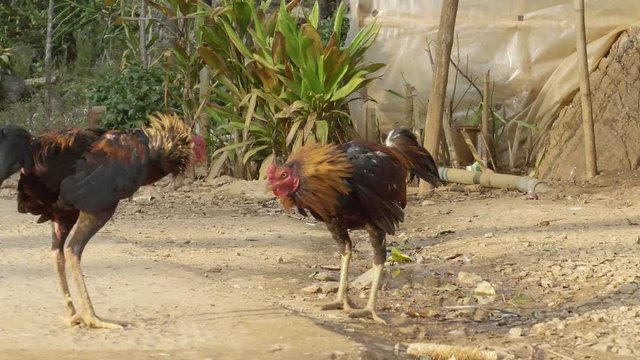 Roosters circling and attacking each other at cockfight in Thailand