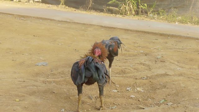 Roosters circling and attacking each other at cockfight in Thailand