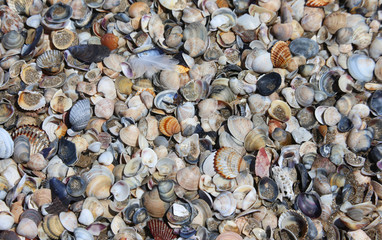 shells on the shore of the beach